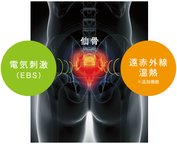 BONE Activeは筋肉と仙骨に電気刺激を届けます