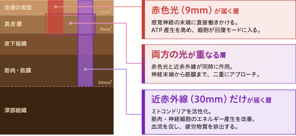 赤色光（9mm）と近赤外線（30mm）が皮膚の各層（真皮層、筋肉・筋膜、深部組織など）へ浸透する深さと、それぞれの効果（ATP産生、ダブルアプローチ、ミトコンドリア活性化など）を解説した図