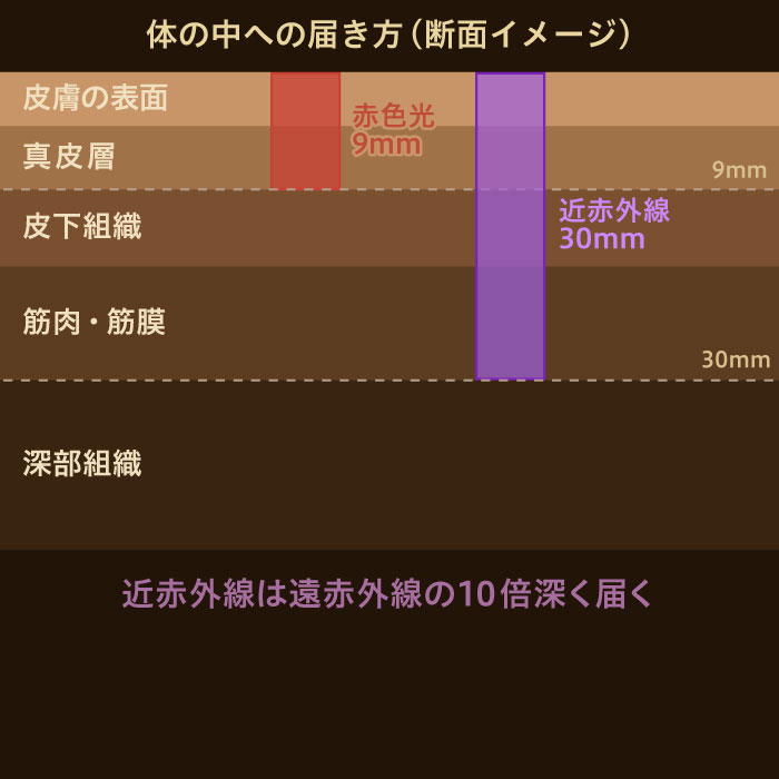 体の中への届き方（断面イメージ）